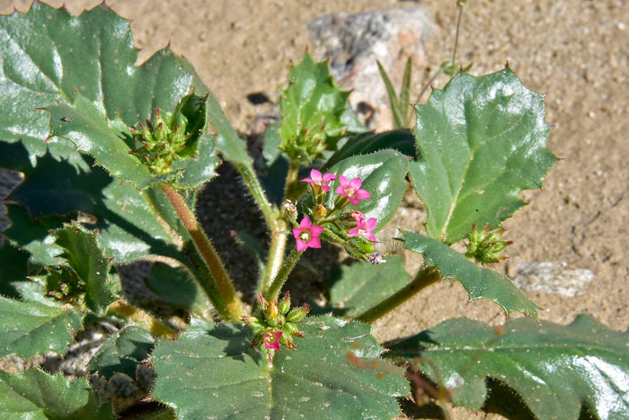 Aliciella latifolia, Broad-leaf Gily-flower